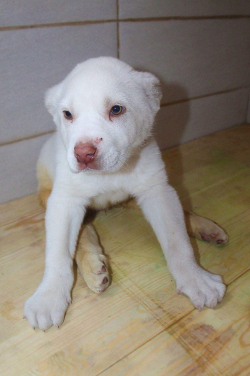 ქართული ნაგაზი უსახელო