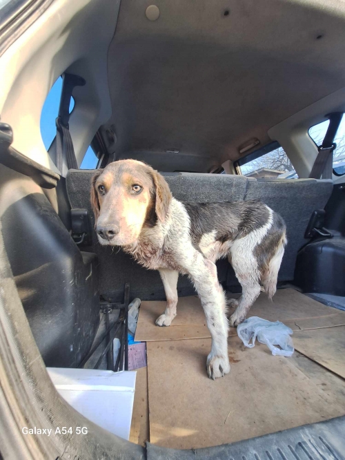 მეტისი მარტყოფი