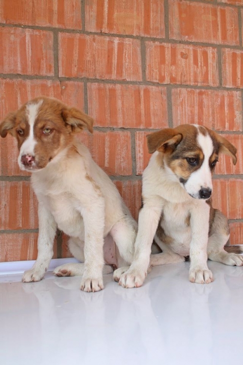 მეტისის ლეკვები უსახელო