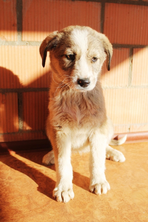 ქართული ქოფაკი უსახელო