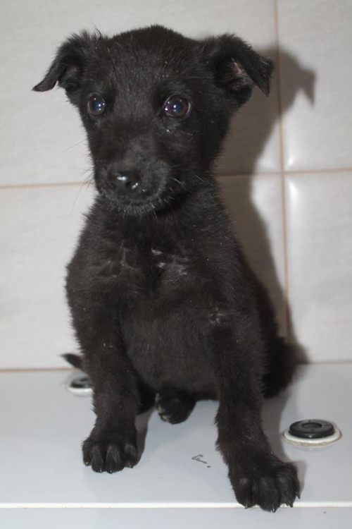 მეტისი უსახელო