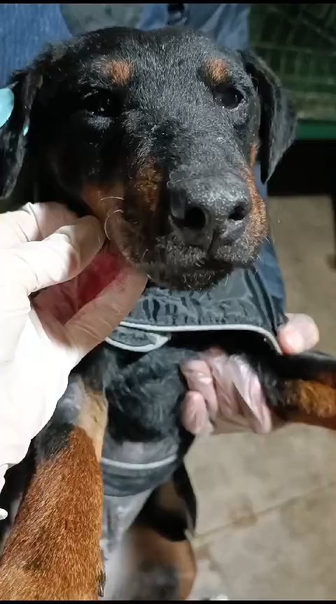 იაგდ ტერიერი. მუხიანი