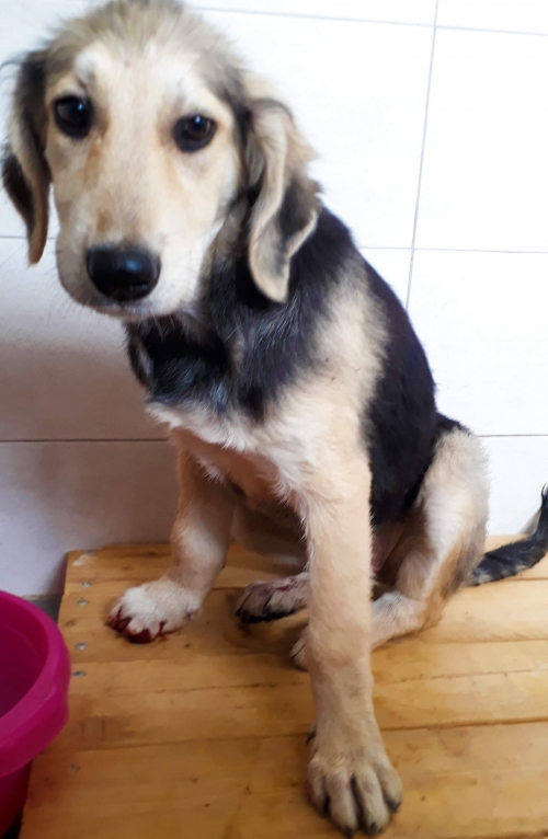 მეტისი უსახელო