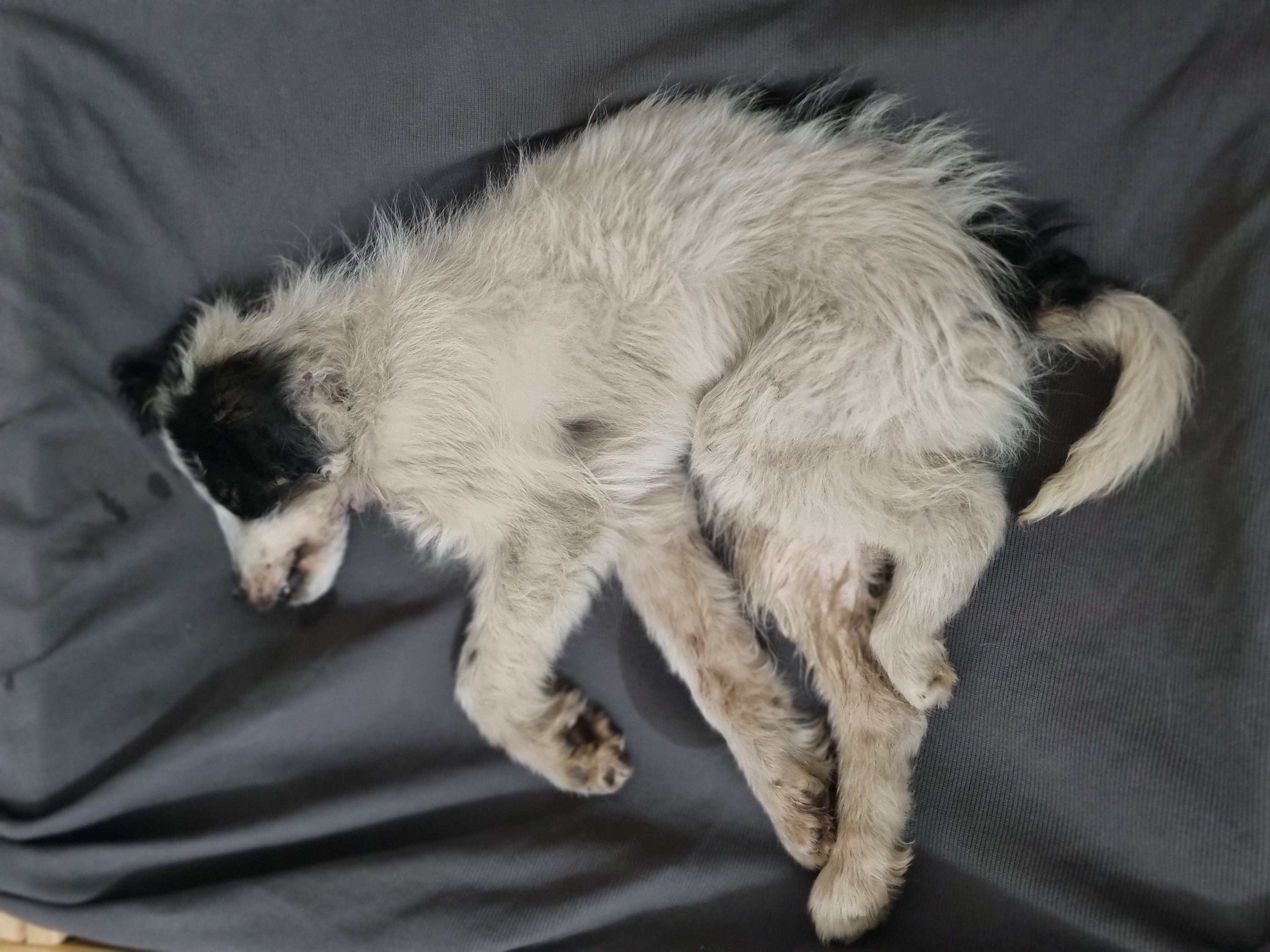 მეტისი. გურჯაანი