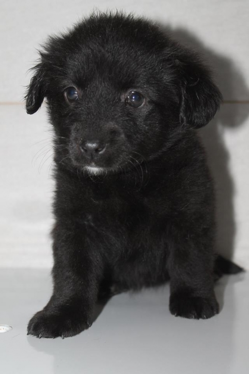 მეტისი უსახელო