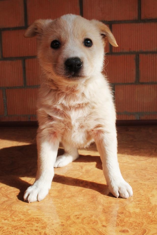 მეტისი უსახელო