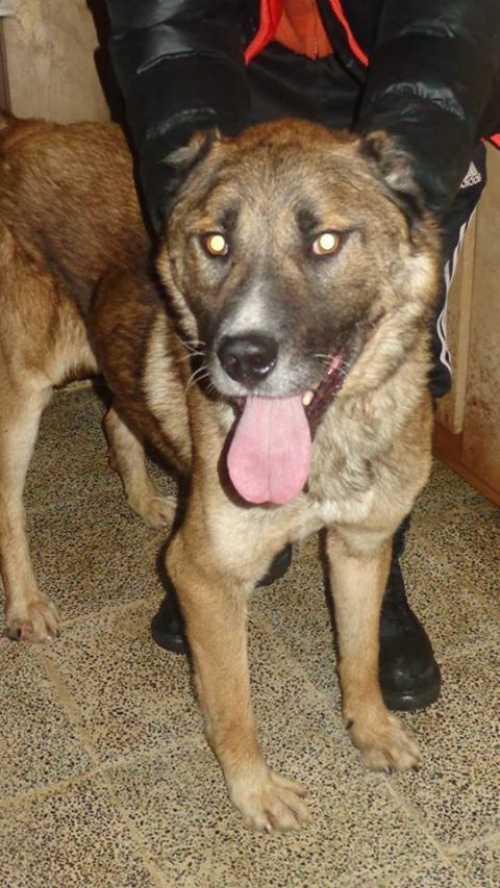 ქართული ქოფაკი უსახელო