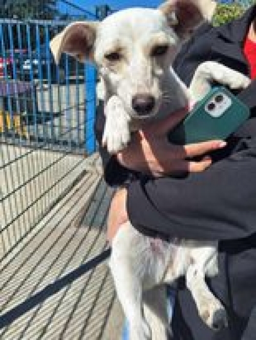 მეტისი სართიჭალა სამგორის ქუჩა