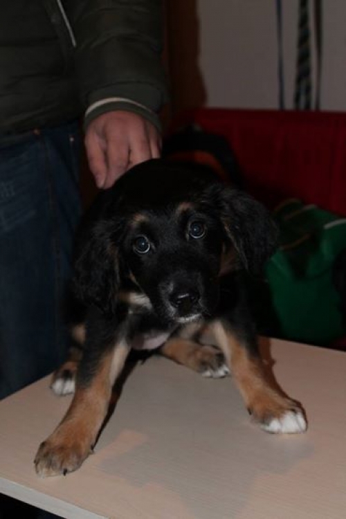 მეტისი უსახელო