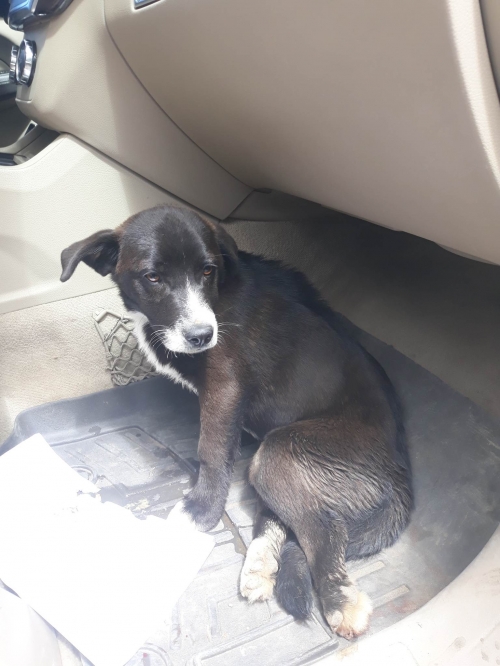 მეტისი ტაბახმელა