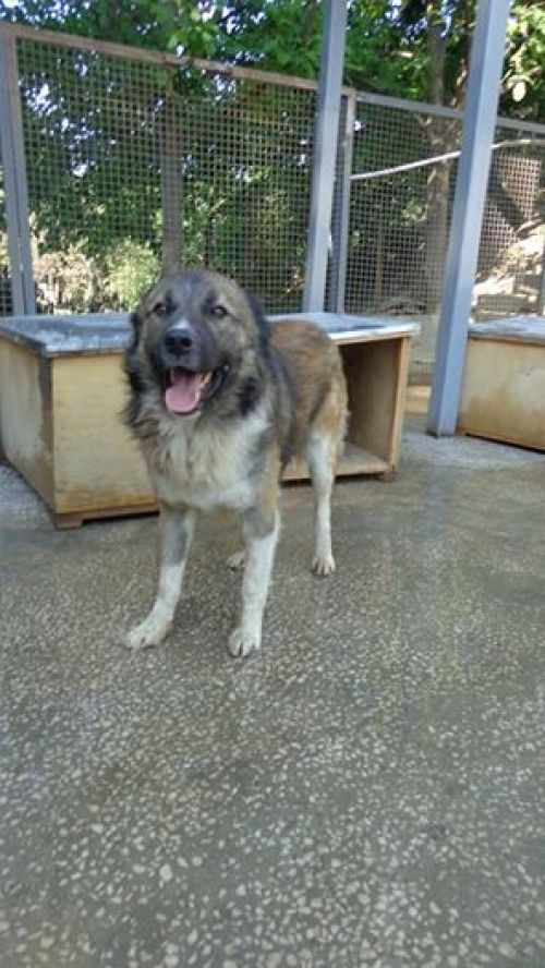 ქართული ქოფაკი უსახელო