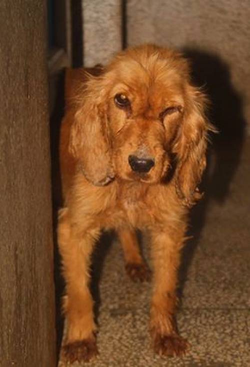 კოკერსპანიელი უსახელო