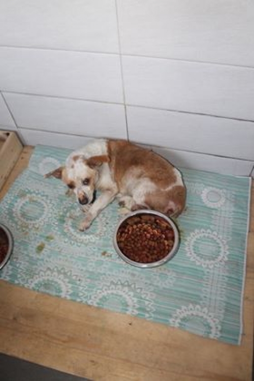 მეტისი უსახელო