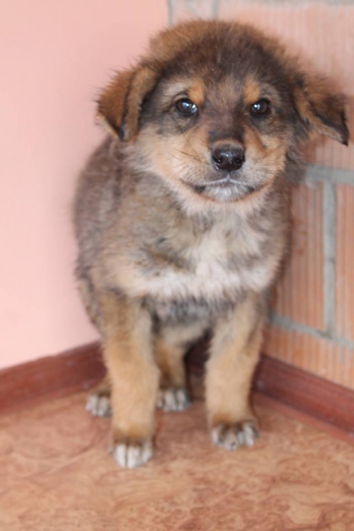 ქართული ქოფაკი უსახელო