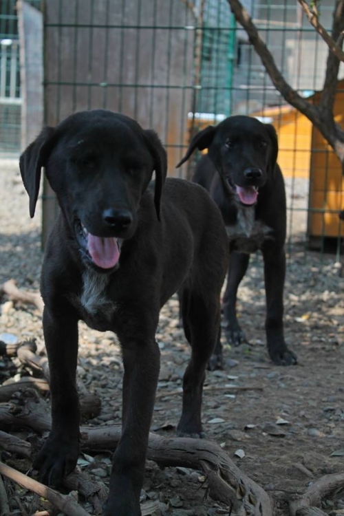 კურცხაალის მეტისი უსახელო