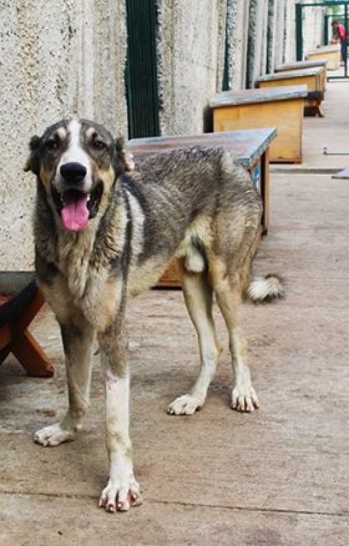 ქართული ნაგაზი უსახელო