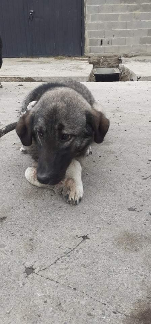 მეტისი უსახელო