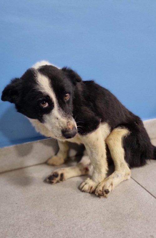 მეტისი ახალციხე