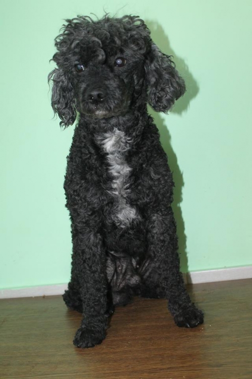 პუდელი ტოფი