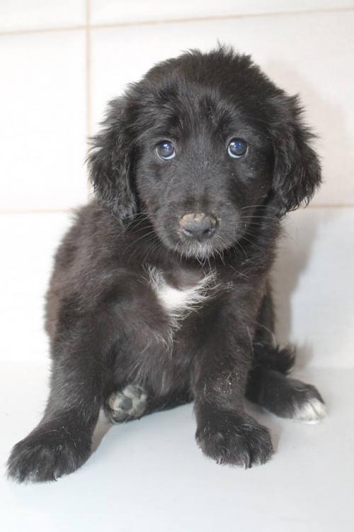 მეტისი უსახელო