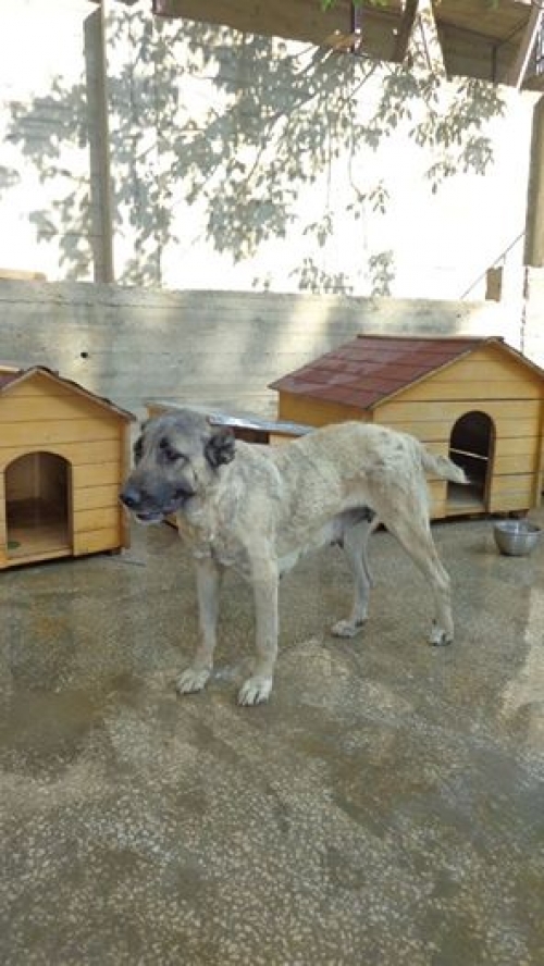 ქართული ქოფაკი უსახელო