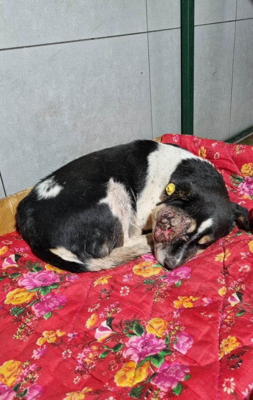 მეტისი საგარეჯო