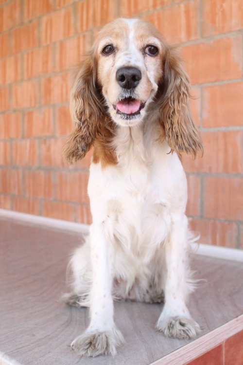 კოკერსპანიელი უსახელო