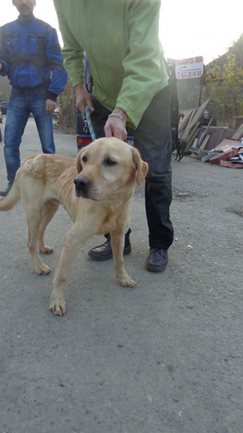 ლაბრადორი უსახელო