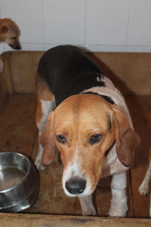 გონჩი უსახელო