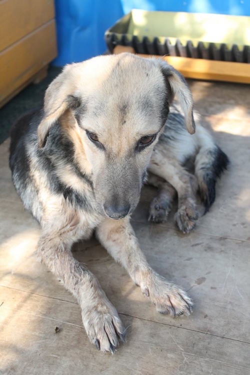 მეტისი უსახელო