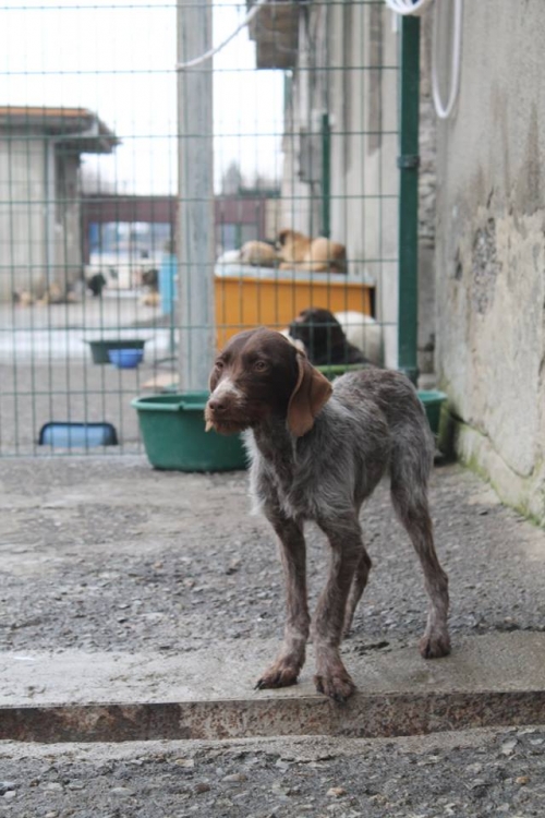 დრათხარი შარიკა
