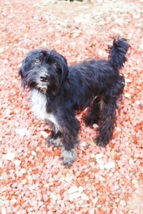 ბალონკა უსახელო