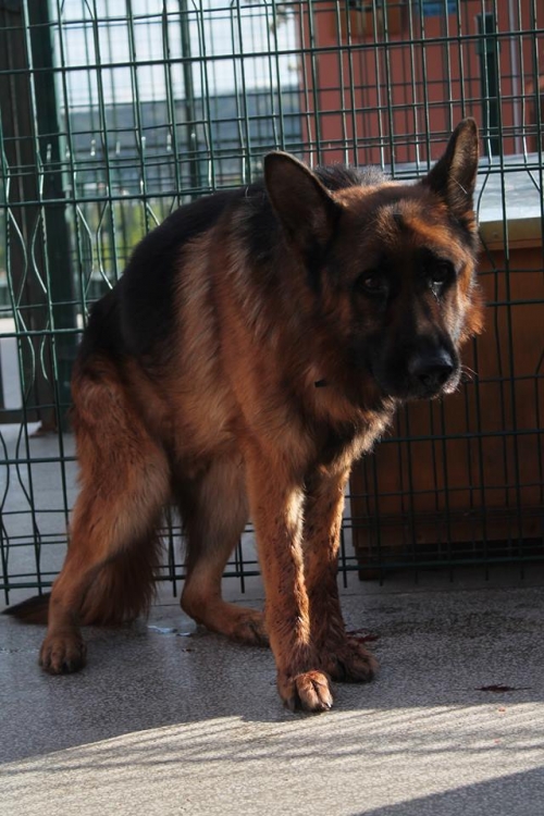 გერმანული ნაგაზი უსახელო