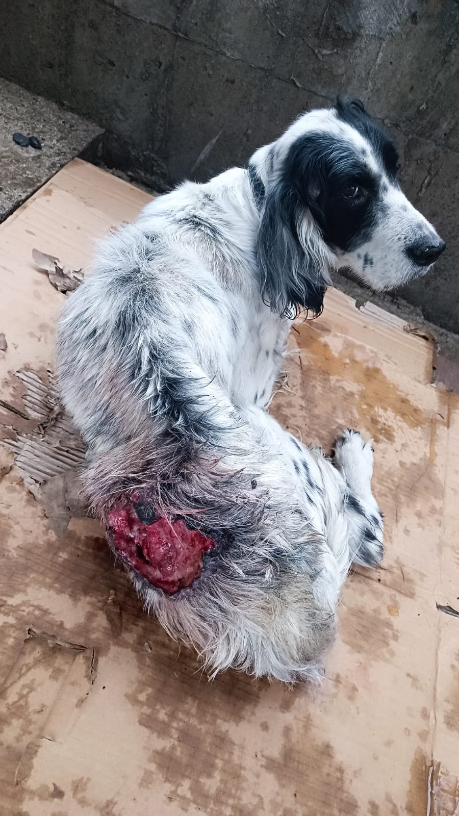 სეტერი. გახოკიძის ქუჩა