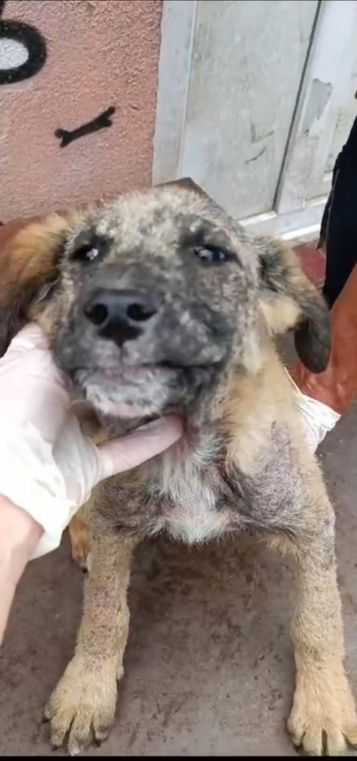 მეტისი ბაკურიანი