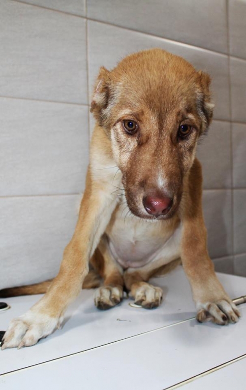 ქართული ქოფაკი უსახელო