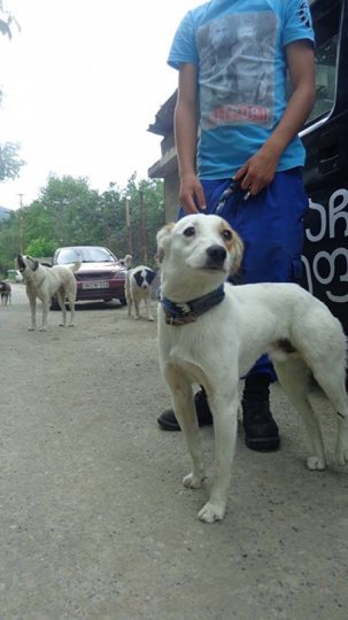 მეტისი უსახელო