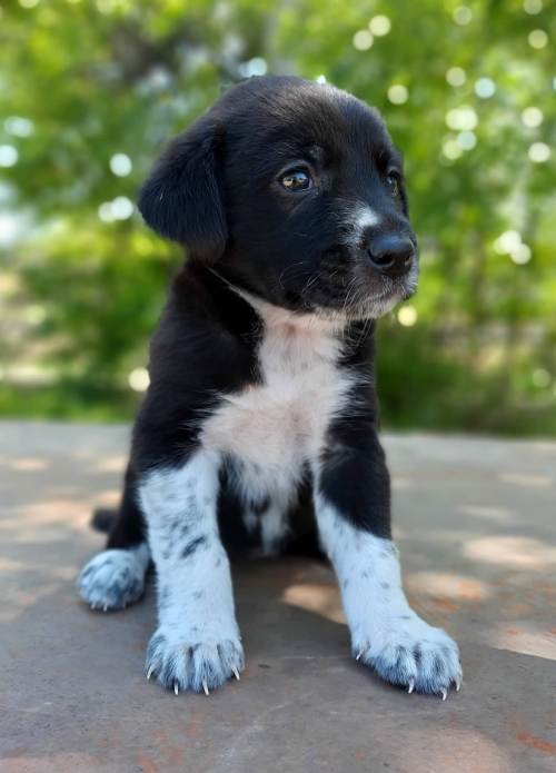 მეტისი ჭიჭინაძის 21 ა.