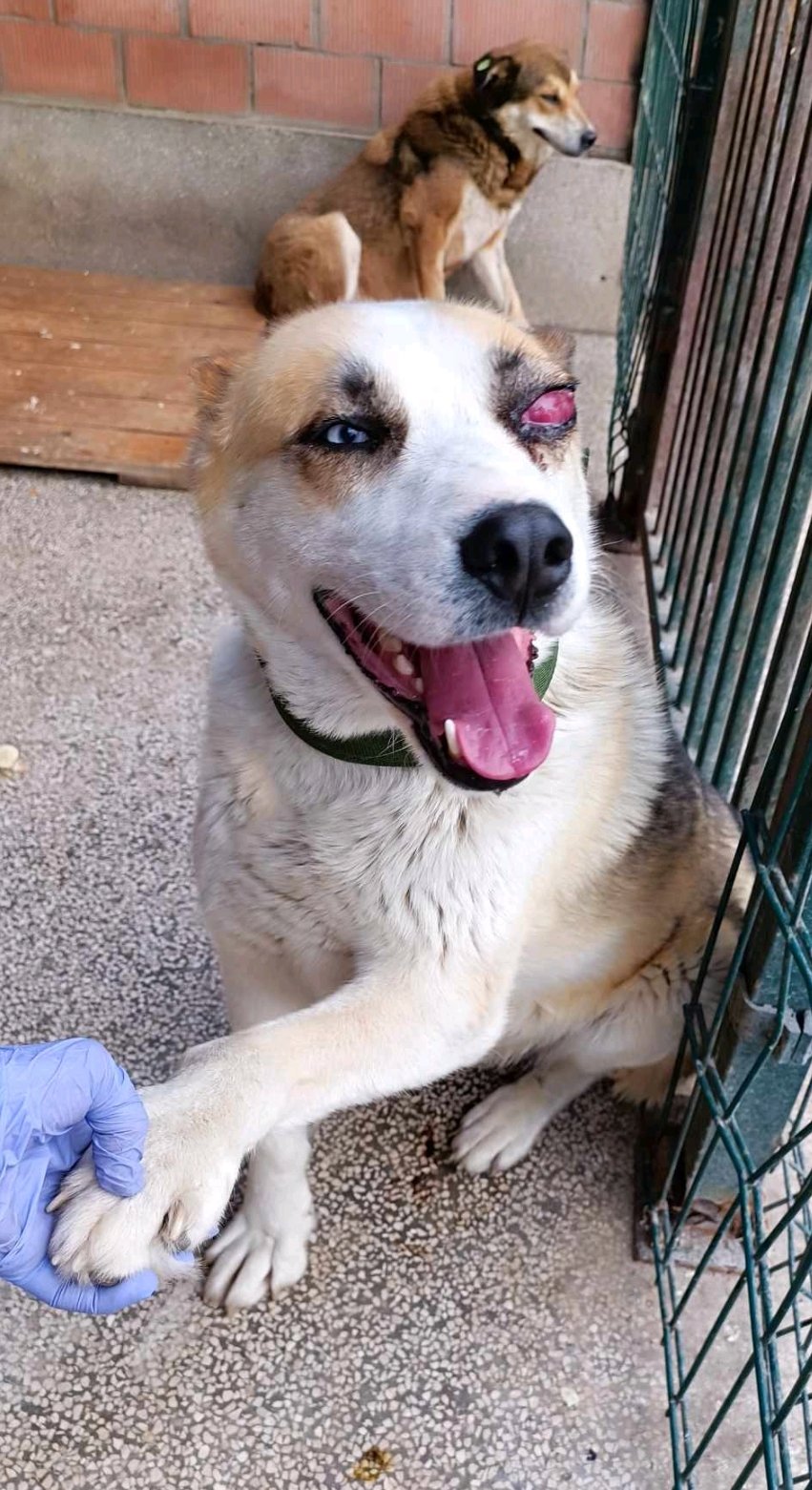 მეტისი. ლისი, ალენი