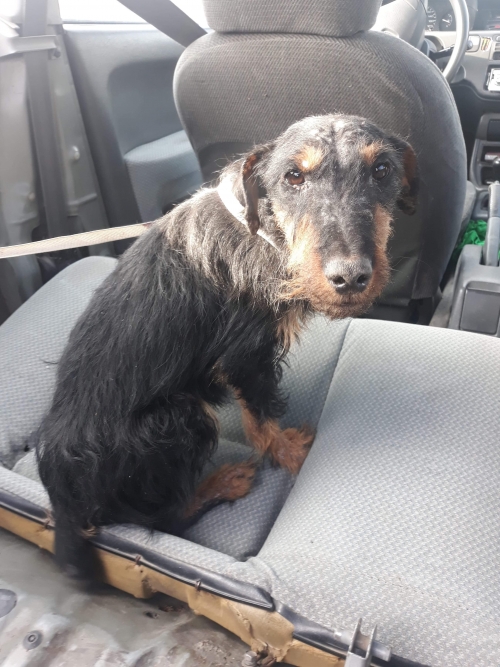 იაქტერიერი ბრუსლი