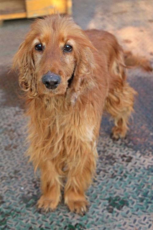 კოკერსპანიელი უსახელო