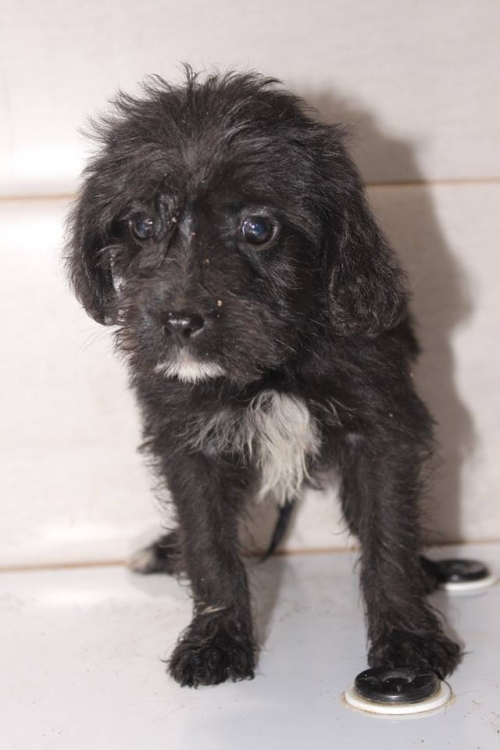 ბალონკა უსახელო