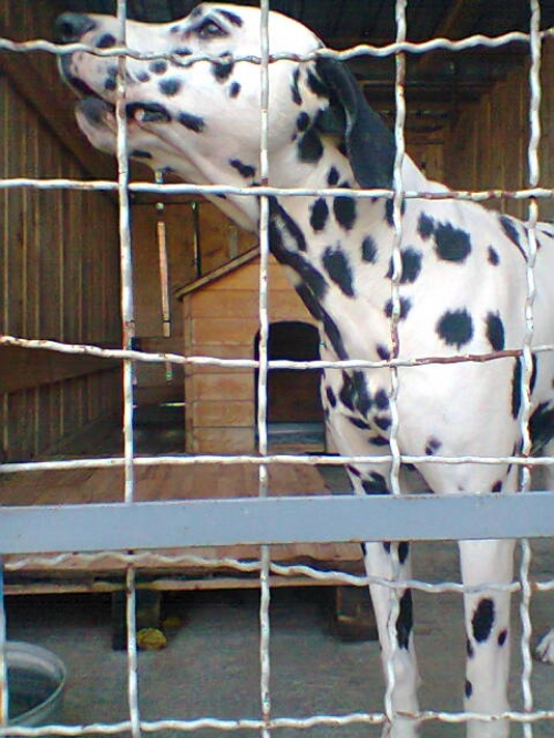 დალმატინი ბუბუ