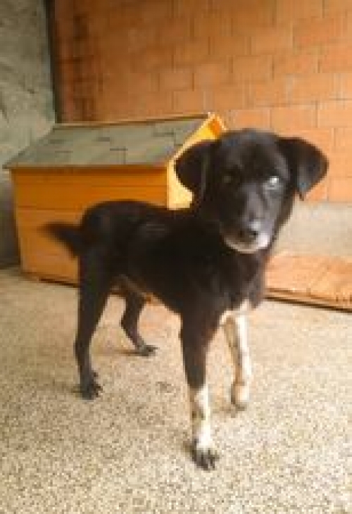 მეტისი თელავი