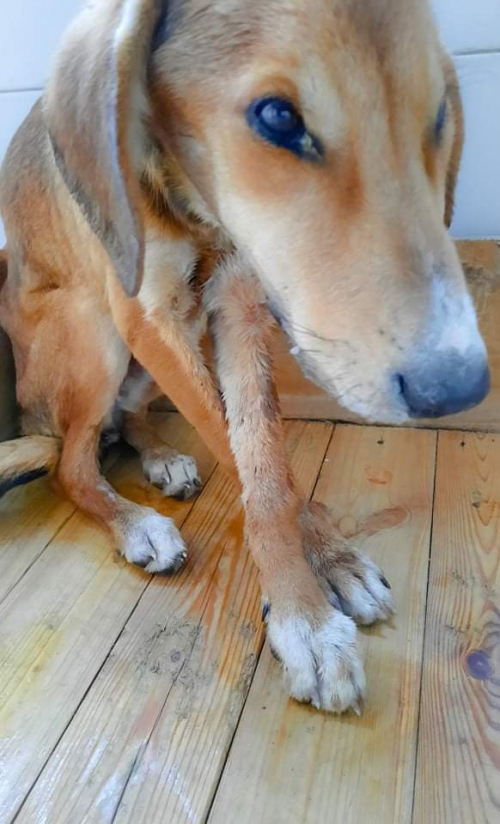 მეტისი ნავთლუღის ბაზარი