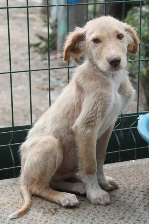 მეტისი უსახელო