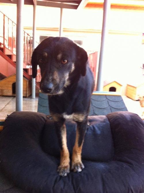 მეტისი უსახელო