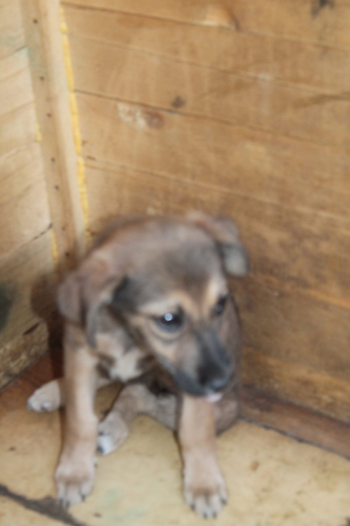 მეტისი უსახელო