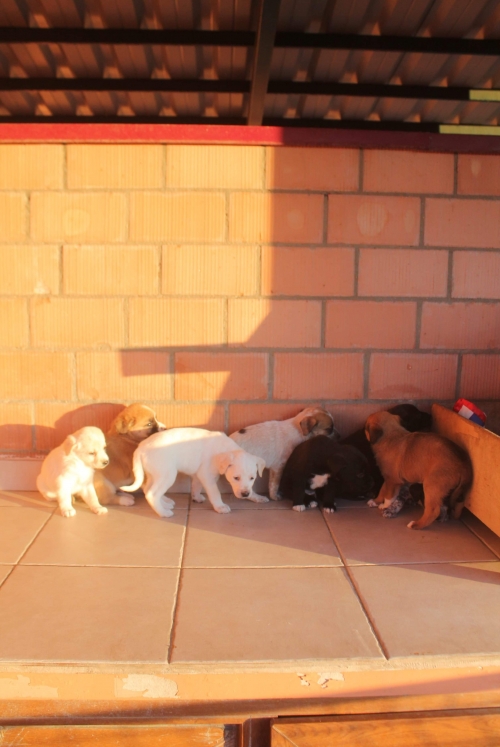 მეტისი უსახელო