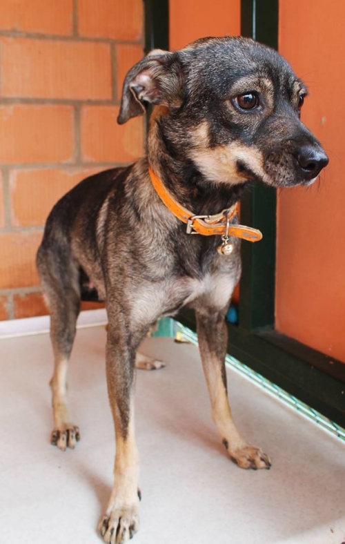 ჩიხუახუას მეტისი ლულუ